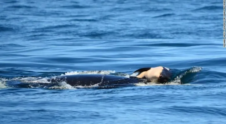 Una mamá orca arrastró a su bebé muerto por días a través del océano en señal de luto