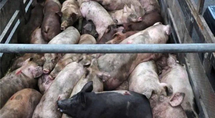 Haití prohíbe carne cerdo de República Dominicana por virus