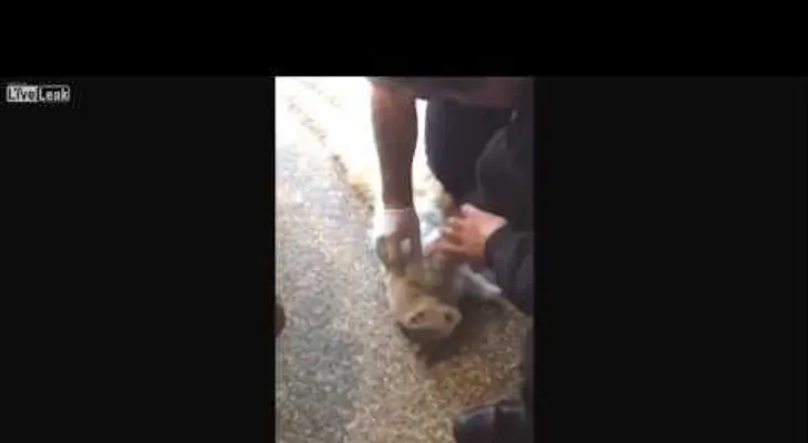 La "resurrección" de un gato atrapado en la puerta de un hospital