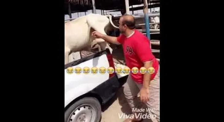 Hacerle cosquillas a una vaca puede resultar perjudicial para su salud