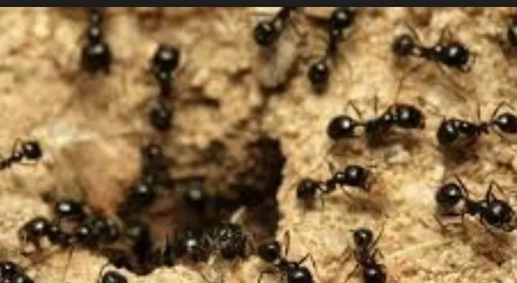  Los antibióticos de las hormigas curarían enfermedades de personas 