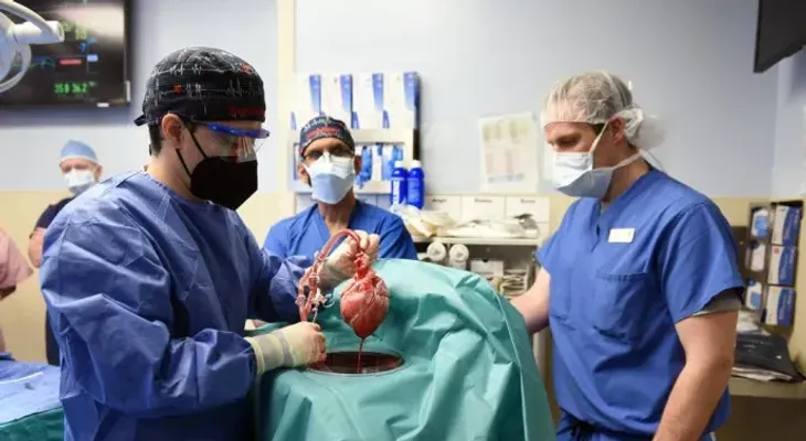 Realizan trasplante de un corazón de cerdo a un hombre en EE.UU.