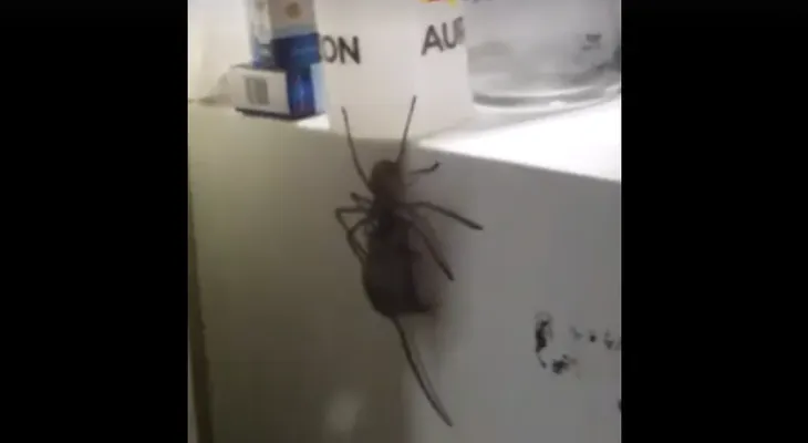 Esta araña australiana es tan grande que puede comerse a un ratón