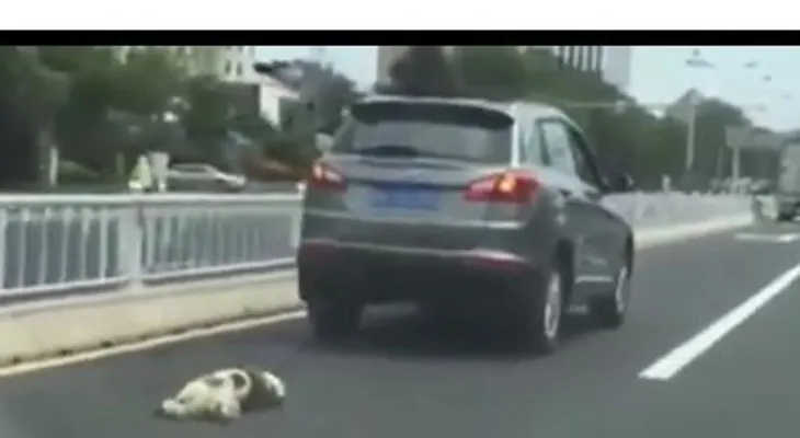 Una multitud enardecida casi mata, un hombre porque arrastró su perro