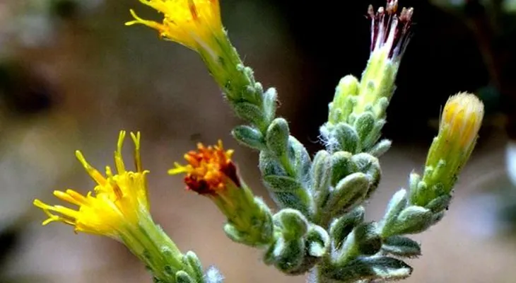 Flor de remedio contra la diabetes