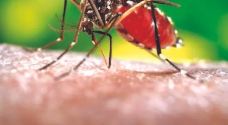 Diez recomendaciones para que no te "agarre" la chikungunya 