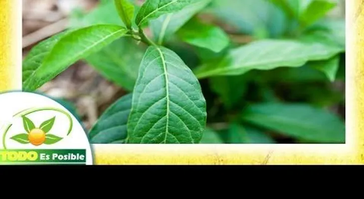 La planta del anamú se recomienda en casos de cáncer, inflamación, cistitis, reumatismos y parasitosis (VIDEO)
