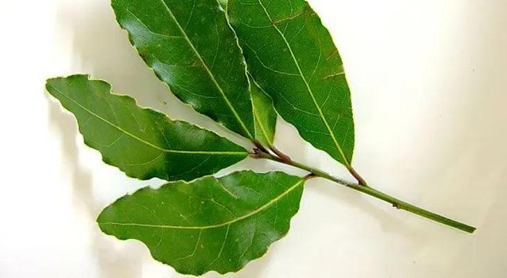 ¿Para qué sirve el laurel y sus hojas?