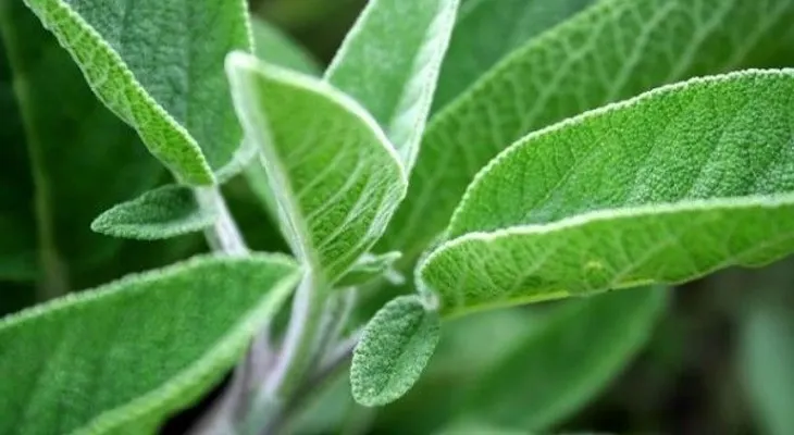 5 riesgos de consumir salvia
