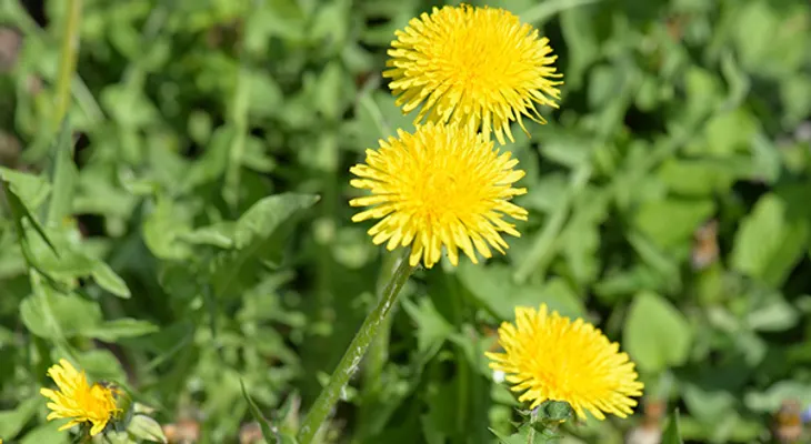 Diuréticos naturales para la retención de líquidos