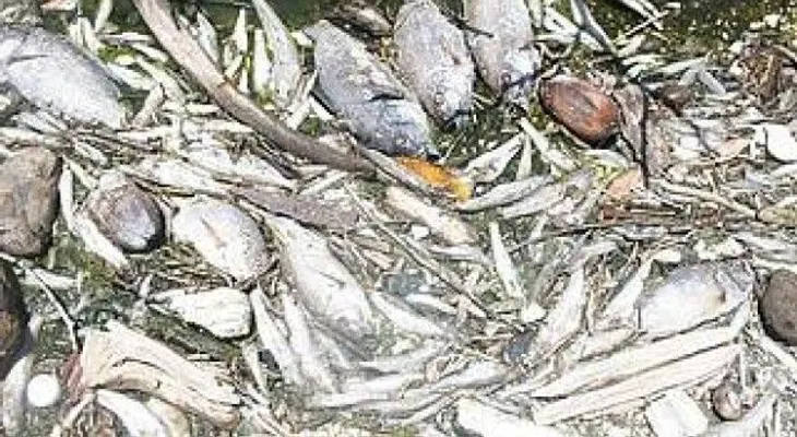 Envenenan miles de tilapias de proyecto del Feda en Barahona