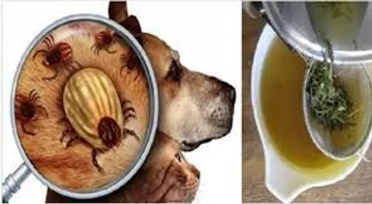Aleja las pulgas de tu casa para siempre con este remedio