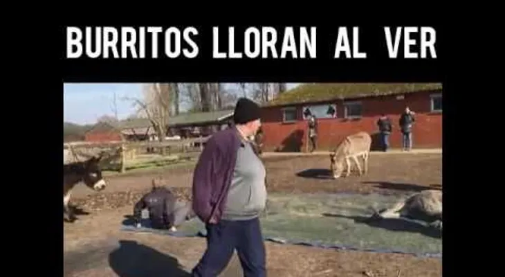 Burritos lloran la muerte de su amigo  (Conmovedor VIDEO)