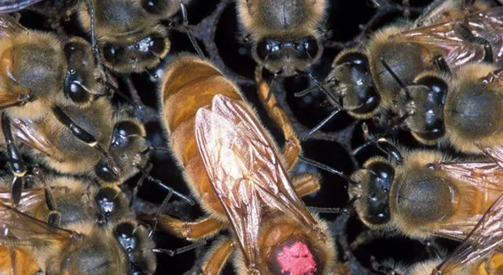Policía muere en tiroteo, pero atacado por...¡abejas!