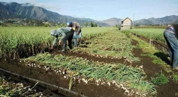 Agricultores de Constanza convocan protesta para este jueves por imcuplimiento de pago