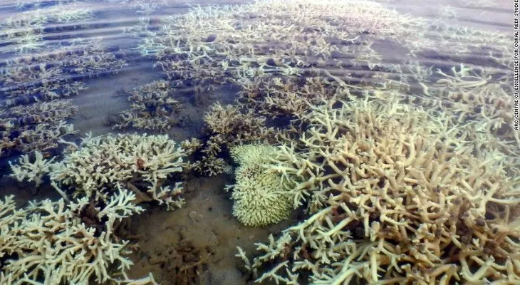 Gran Barrera de Coral de Australia sufre daño "sin precedentes"