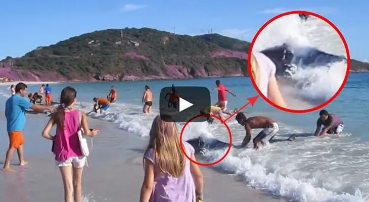 Un turista estaba filmando en la playa y esto salió del agua (Video) 