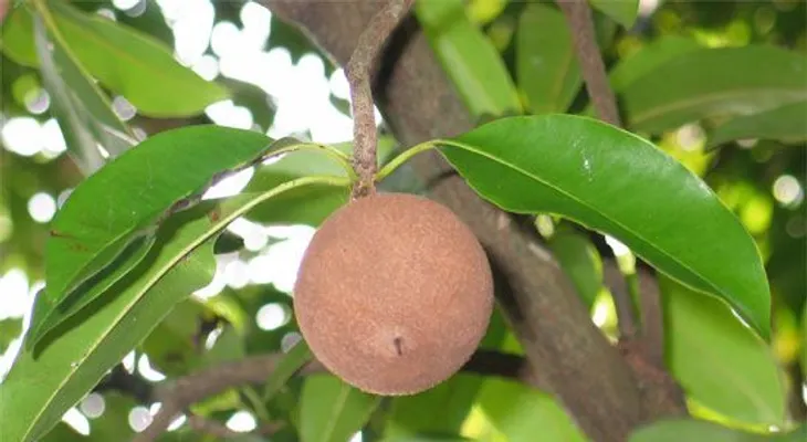 Propiedades curativas del Zapote Blanco