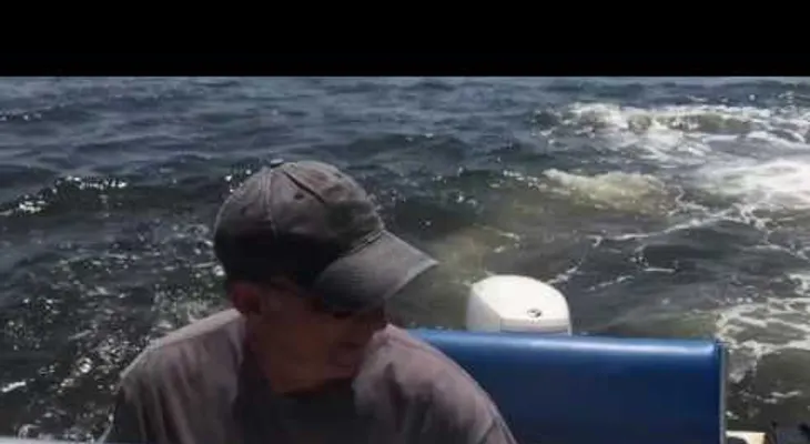Una ballena sale a la superficie y da un tremendo susto a los tripulantes de un barco