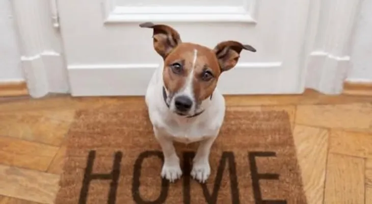 Cómo educar a tu perro para que se quede solo en casa