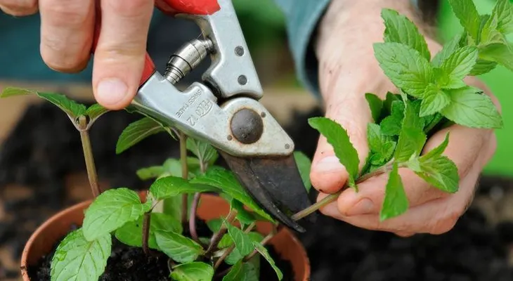 12 razones para crecer menta en tu jardín y cómo hacerlo
