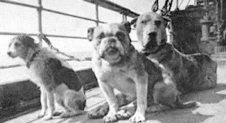 En el Titanic, una pasajera se negó a abandonar su perro; luego fue encontrada muerta con el animal en sus brazos