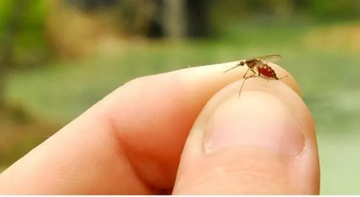 Fumigarán en Nigua y Haina contra mosquito causa virus Chikungunya