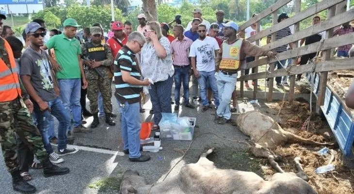 Apresan pareja de esposos transportando 15 caballos en condiciones deplorables