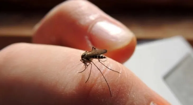 Mayo Clinic: Lo que necesita saber del Zika (VIDEO)
