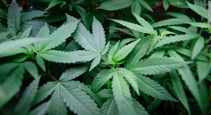 Mas niños de Colorado terminan en urgencias tras legalización de la marihuana