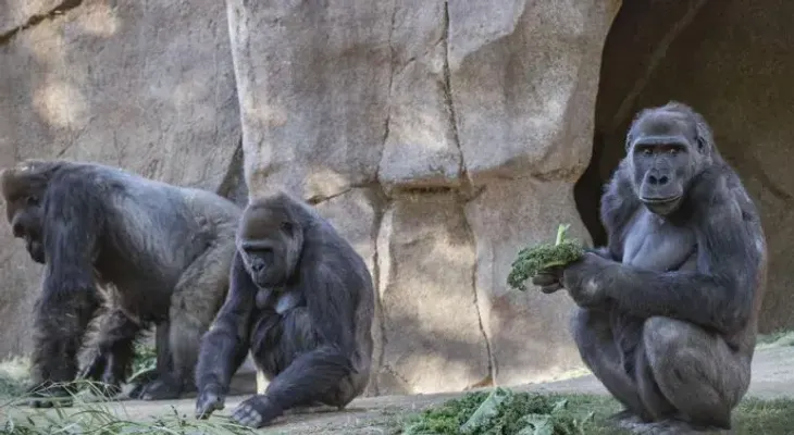 Leones y gorilas de un zoológico en Países Bajos dan positivo en coronavirus