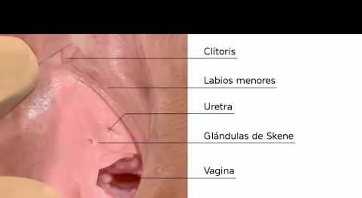 La glándulas de Bartolino (bartolinitis) ayudan a lubricar la vagina: Síntomas y remedios 