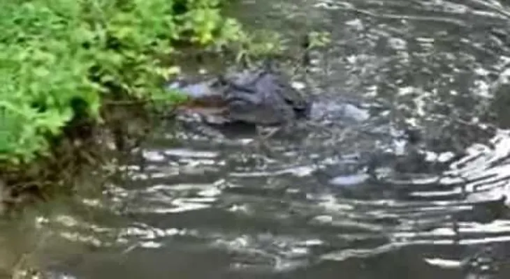 Un empleado de Disney tratando de alejar a un caimán de uno de sus juegos (VIDEO)
