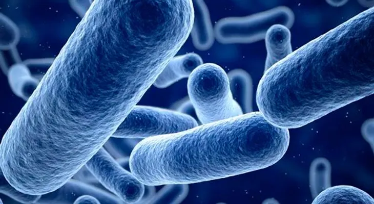  Descubren veneno de serpiente mata bacterias sin afectar células sanas 