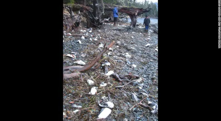 Miles de pájaros aparecen muertos en las costas de Alaska