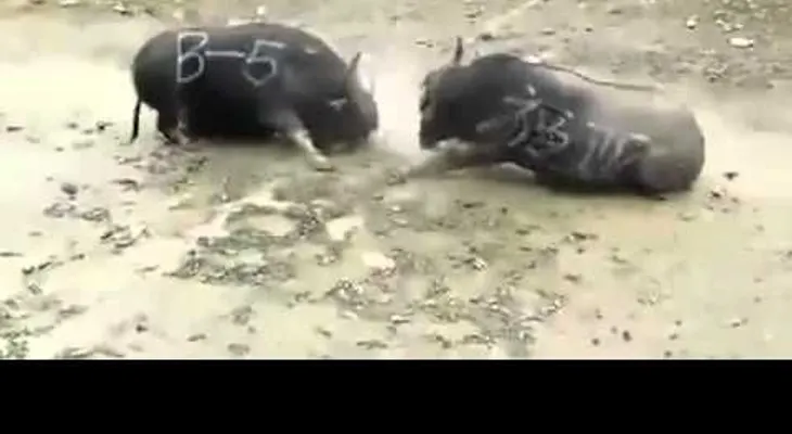 Dos búfalos mueren instantáneamente tras un brutal choque frontal (VIDEO)
