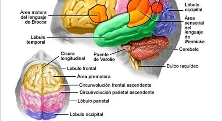 Científicos descubren dos genes responsables del cáncer cerebral