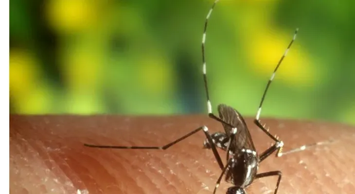 Pérdida de biodiversidad hace a humanos más vulnerables a mosquitos