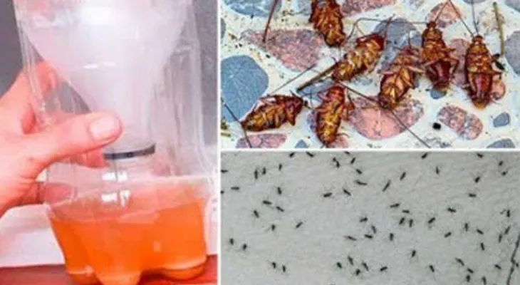 Una receta para que los mosquitos y las cucarachas caigan muerta de inmediato
