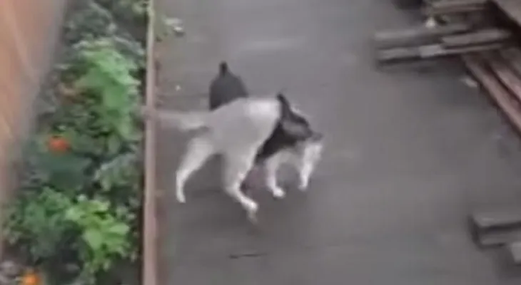 Perro carga un gato sobre su lomo y lo mete en su casa (Video)