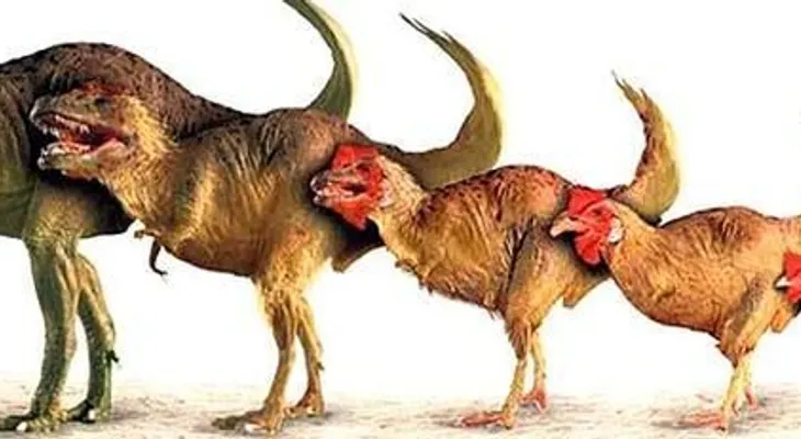 Un ave que no es gallo, ni gallina, entonces qué es?
