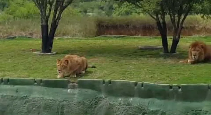 Una leona ataca a los visitantes de un parque, pero...