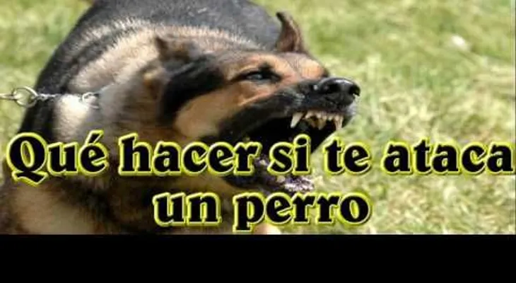 Esto es lo que debes hacer si eres atacado por un perro (VIDEO)