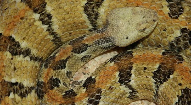 Espeluznante: En EE.UU. poblarán una isla con serpientes venenosas