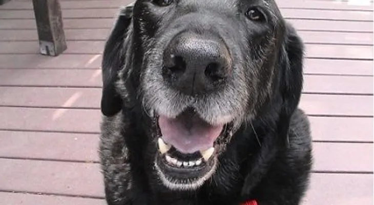10 señales para saber que tu perro ya está viejo