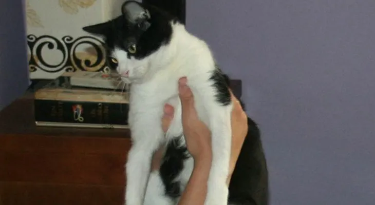 Toxoplasmosis, mujeres embarazadas y gatos 