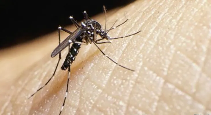  Detectan mutación genética del zika que le permite causar microcefalia fetal 