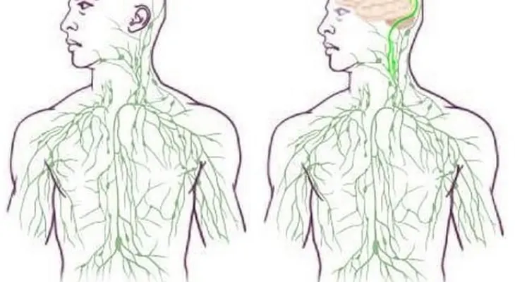 Descubren relación entre el cerebro y el sistema inmunológico