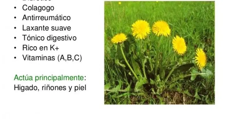 Usos y beneficios para la salud del diente de león 