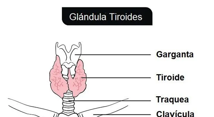 Señales de que padeces hipotiroidismo